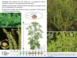 ambrosia artemisiifolia_page_1